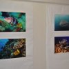 2013 - A tenger világa - kiállítás a Faluházban